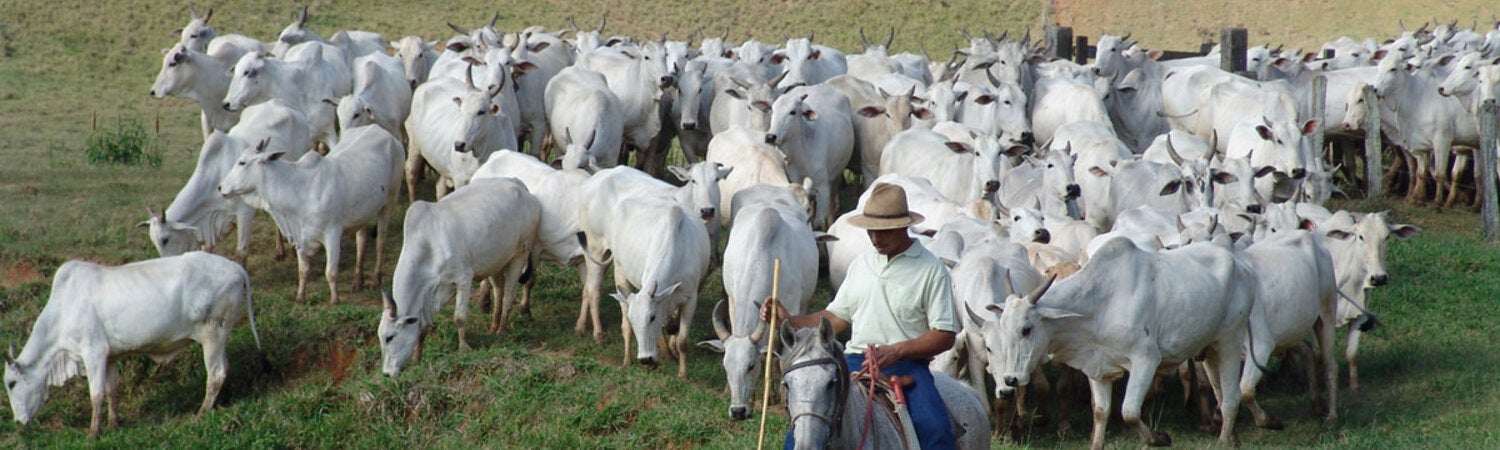 Foot-and-mouth disease feature image